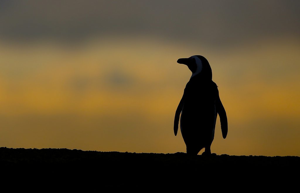 Le personnel du parc et plusieurs bénévoles patrouillent depuis plusieurs jours sur la côte, à la recherche du manchot disparu. (illustration)