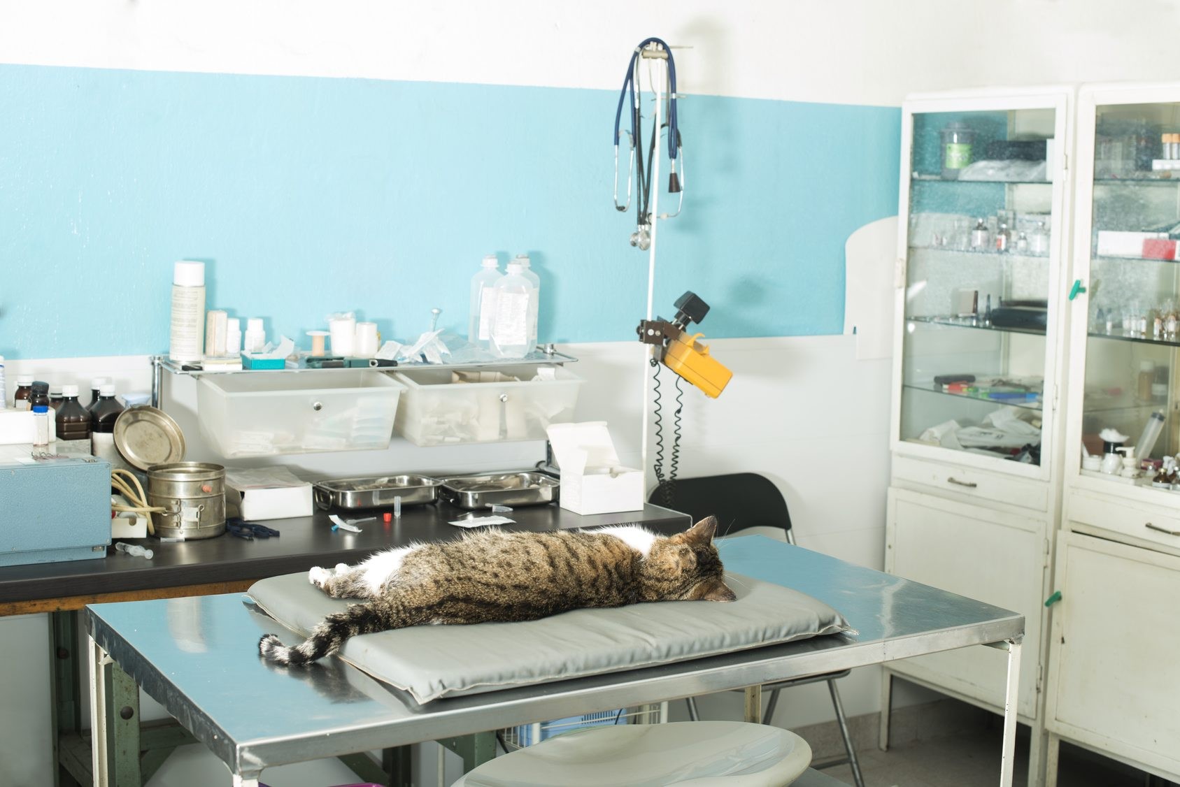 Cat anesthesia in veterinary. Cat anesthesia in veterinary