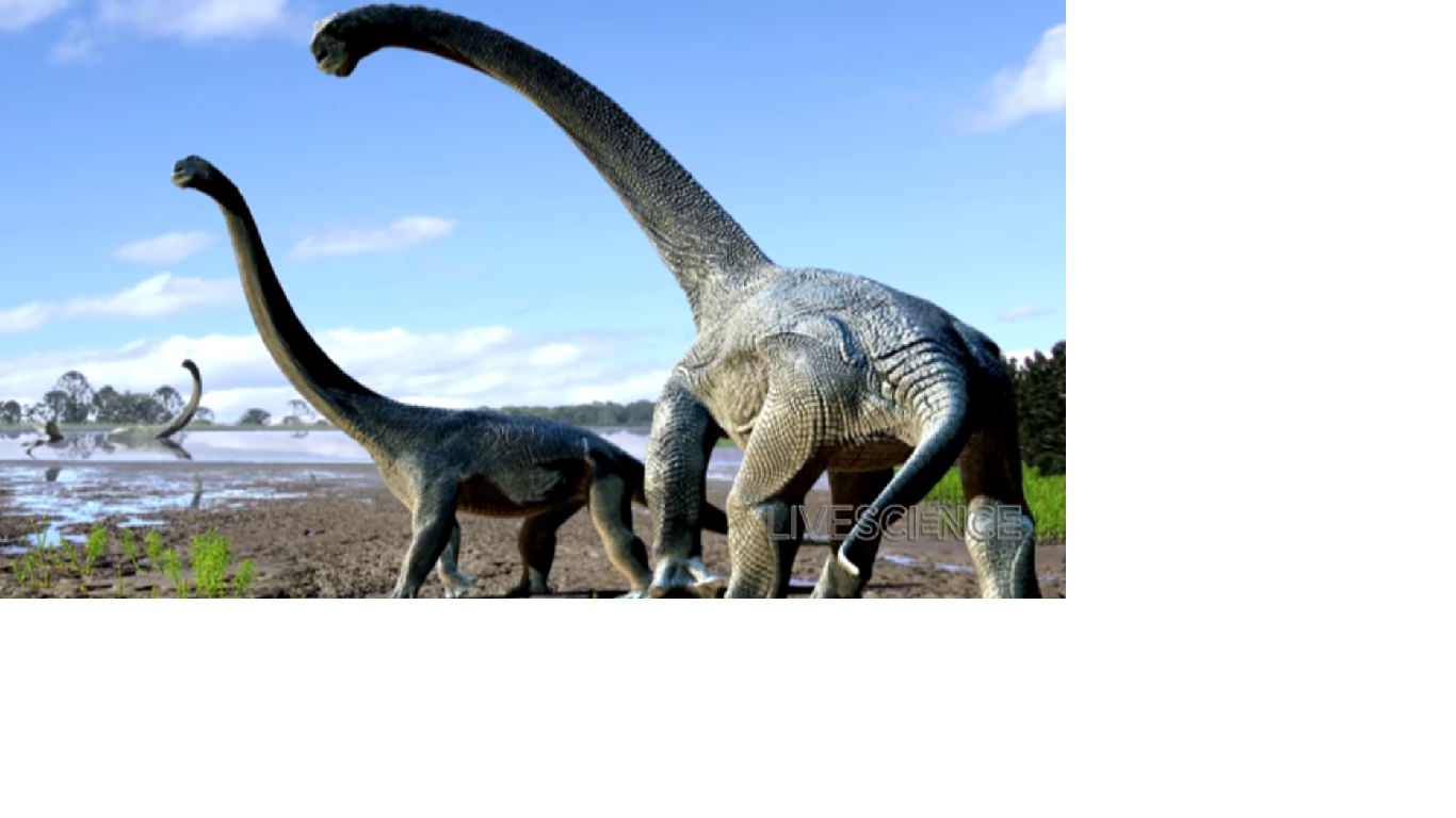 Baptisé Savannasaurus elliottorum, ce dinosaure au long cou appartient à la famille des sauropodes.