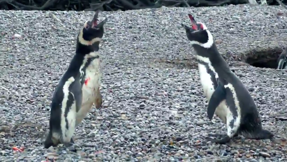 L'issue du duel est particulièrement triste pour le pingouin trompé.