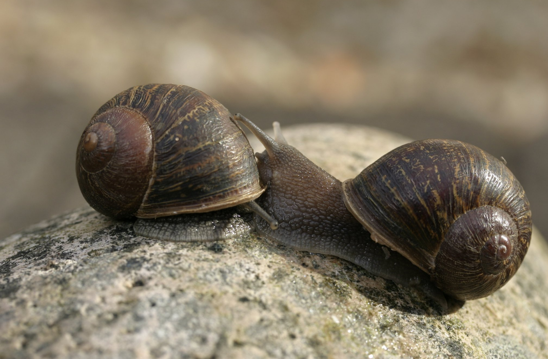 Jérémy possède une particularité qui l'empêche de se reproduire avec des escargots "normaux". 