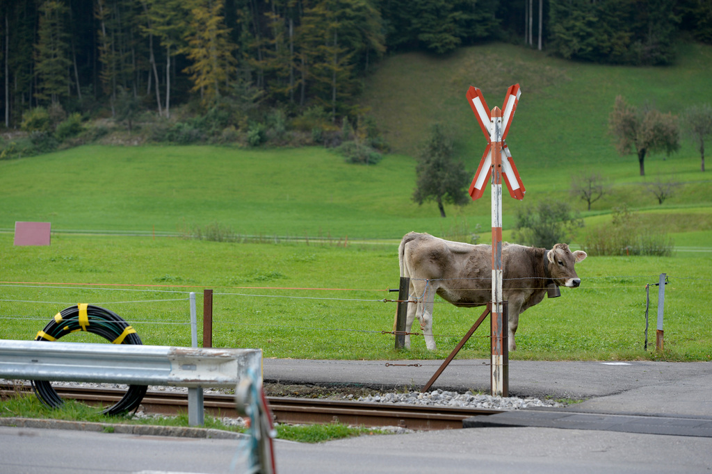 Un train Interregio a percuté des vaches à la hauteur d'Evionnaz (VS) peu avant 11h00 mardi. (illustration)
