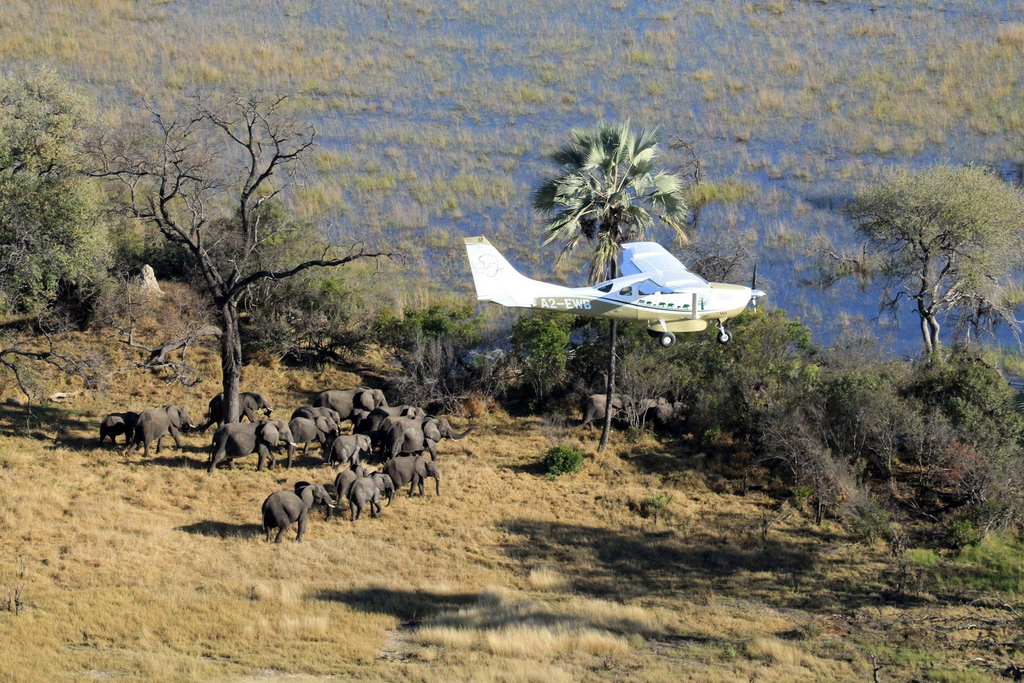 A l'heure actuelle, il reste au total 350'000 éléphants dans 18 pays de l'Afrique sub-saharienne.