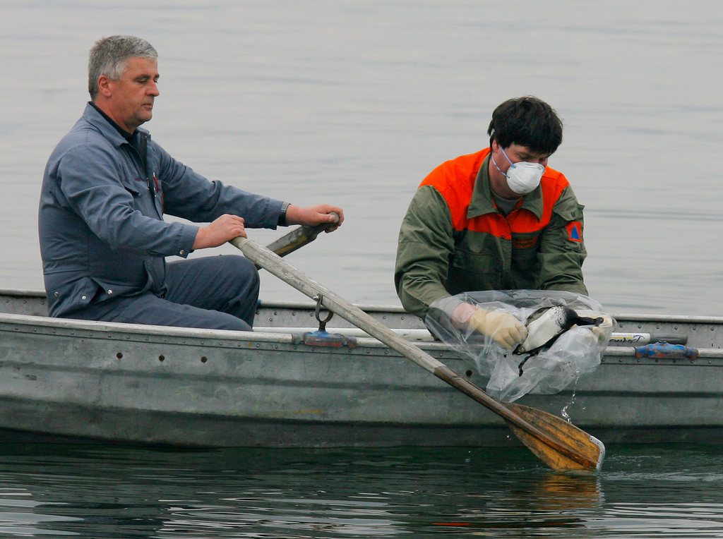 En 2006 déjà, la protection civile avait été appelée en soutien pour repérer les oiseaux morts.