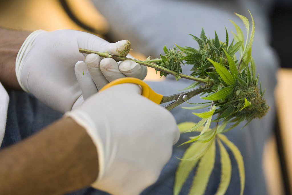 L'usage de cannabis à des fins thérapeutiques sera facilité.
