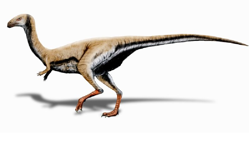 Le limusaurus inextricabilis appartient à la famille des théropodes à partir de laquelle auraient évolué les oiseaux.