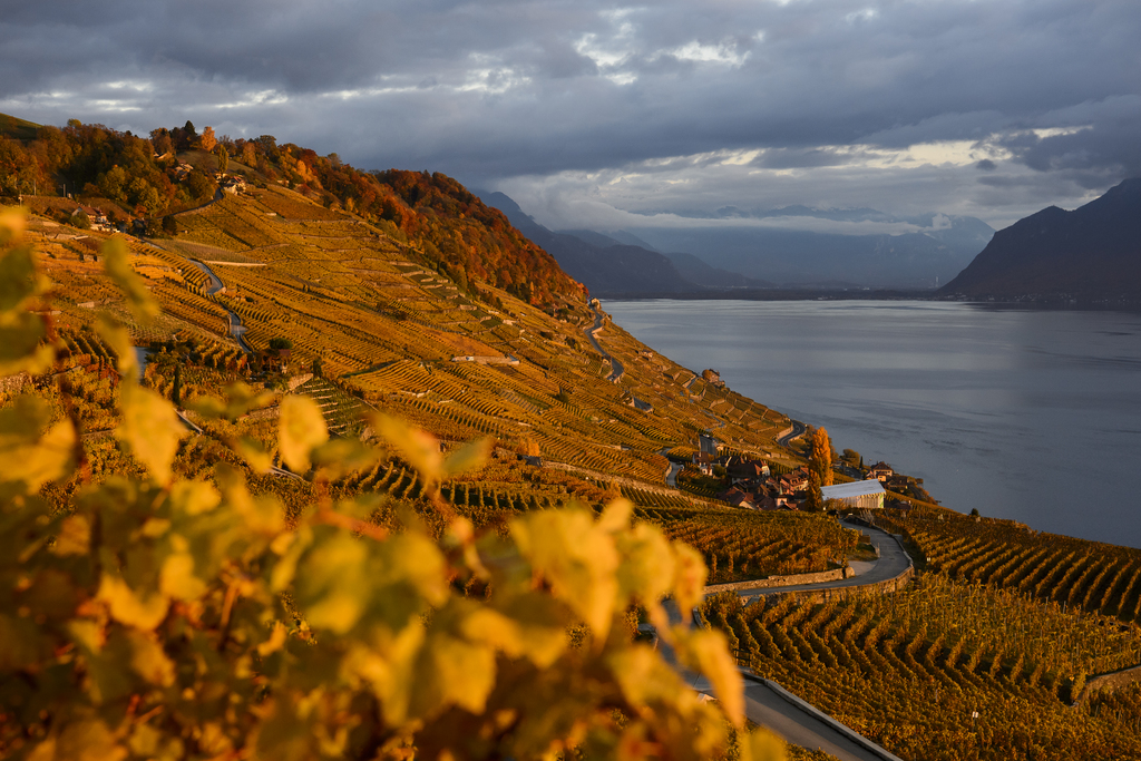 Le vignoble de Lavaux est l'un des atouts du canton.