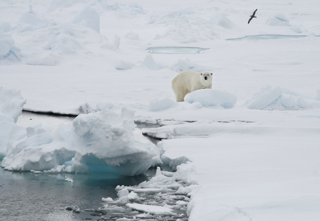 Si les glaces arctiques continuent de fondre, 80% de la population d'ours polaires pourrait disparaître.