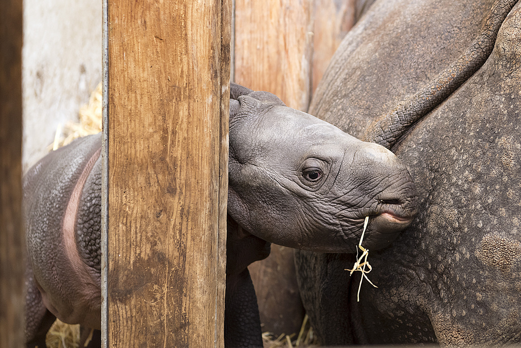 Le Zoo de Bâle a présenté mercredi Orys, un bébé rhinocéros indien né il y a quelques jours. 