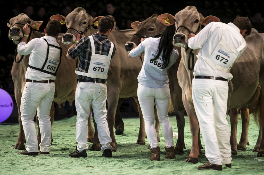 Plusieurs éleveurs présentent leurs vaches à un concours du salon de l'agriculture Swiss Expo. 