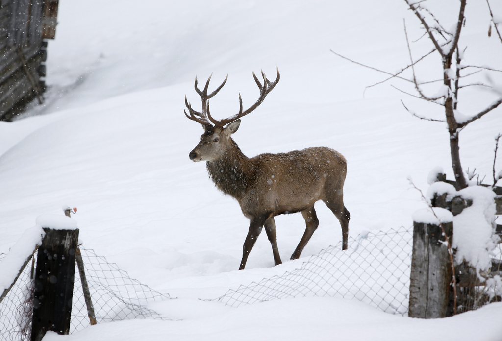 Le cerf se déplace beaucoup, mais il est fréquemment bloqué par les autoroutes, les voies ferrées ou les habitations.