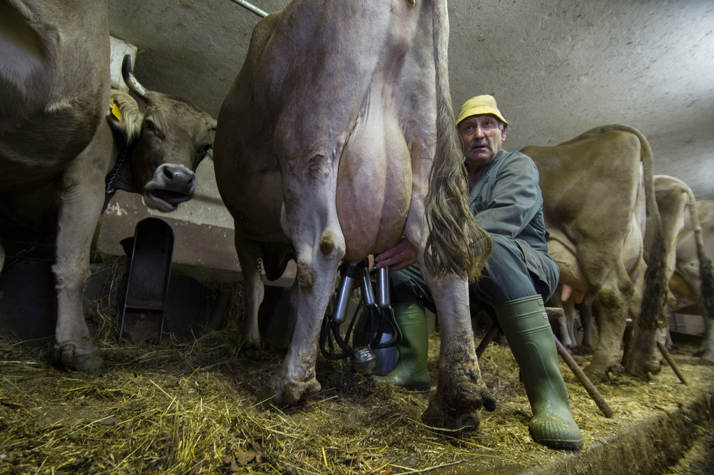 Les paysans n'arrivent pas à survivre avec la baisse du prix du lait.