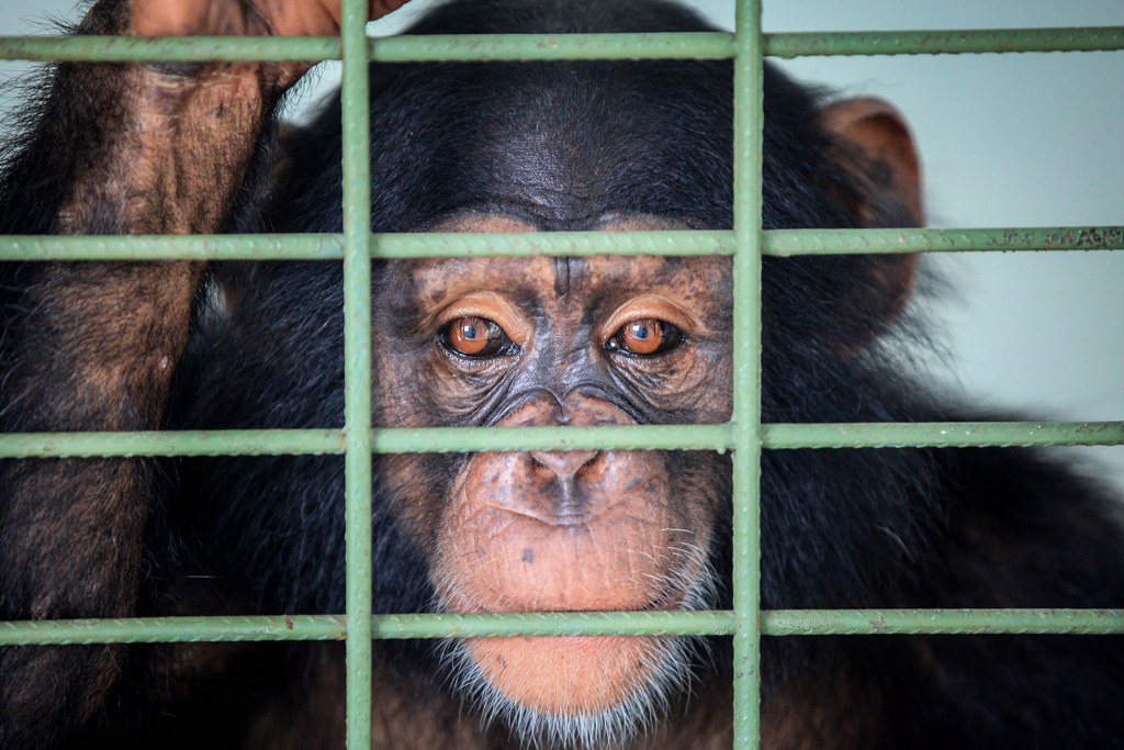 La population de chimpanzés en Côte d'Ivoire ne dépasse pas les 2000 individus.