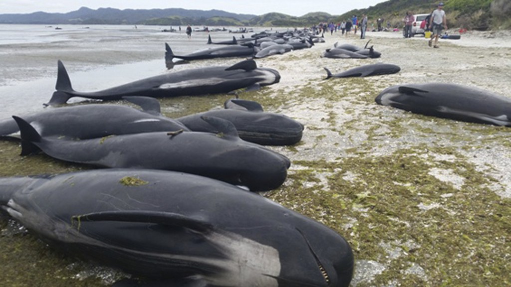Vendredi, 416 baleines-pilotes avaient été découvertes sur cette plage. 