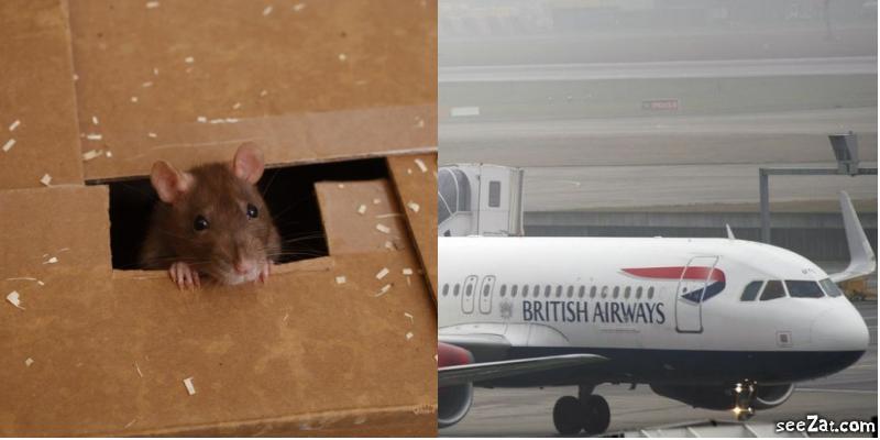 Un petit passager de quelques centimètres qui a coûté très cher à la compagnie British Airways. (illustration)
