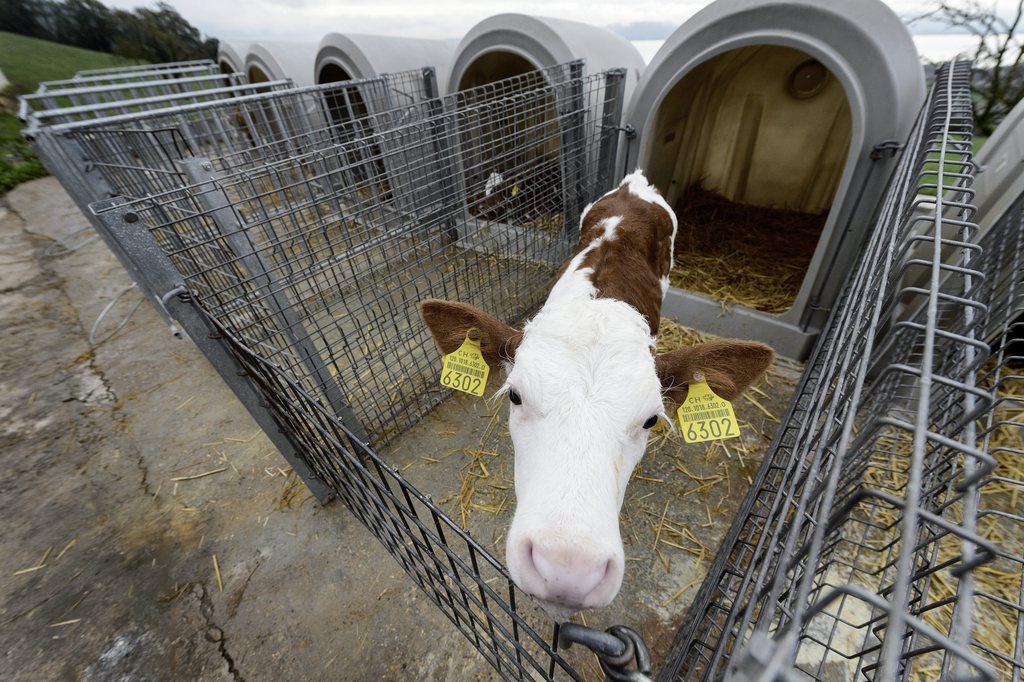 La motion concerne 3'000 veaux, notamment dans l'Oberland Bernois.