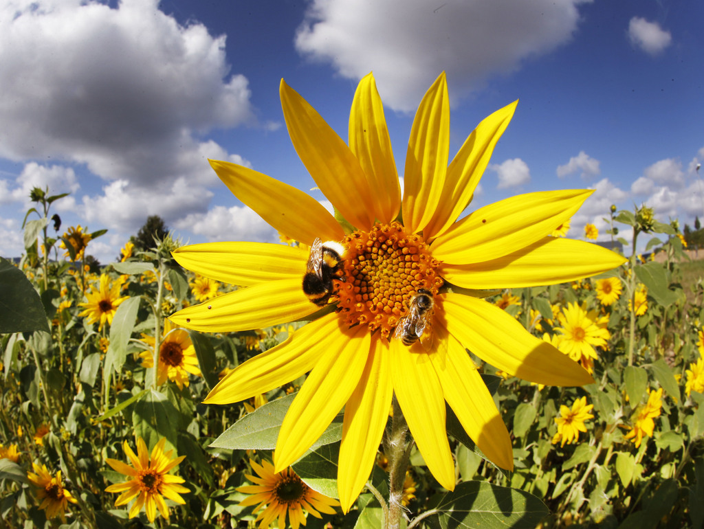 La trace olfactive qu'un bourdon laisse sur les fleurs lors de son passage est détectable par lui-même mais aussi par les autres bourdons.