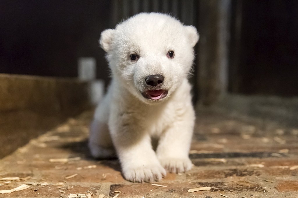 Fritz venait de passer la phase critique des trois premiers mois durant laquelle les chances de survie d'un ours né en captivité sont très faibles.