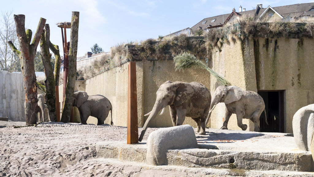 La partie extérieure de l'enclos est inspirée d'un paysage de savane avec des arbres et des rochers artificiels.