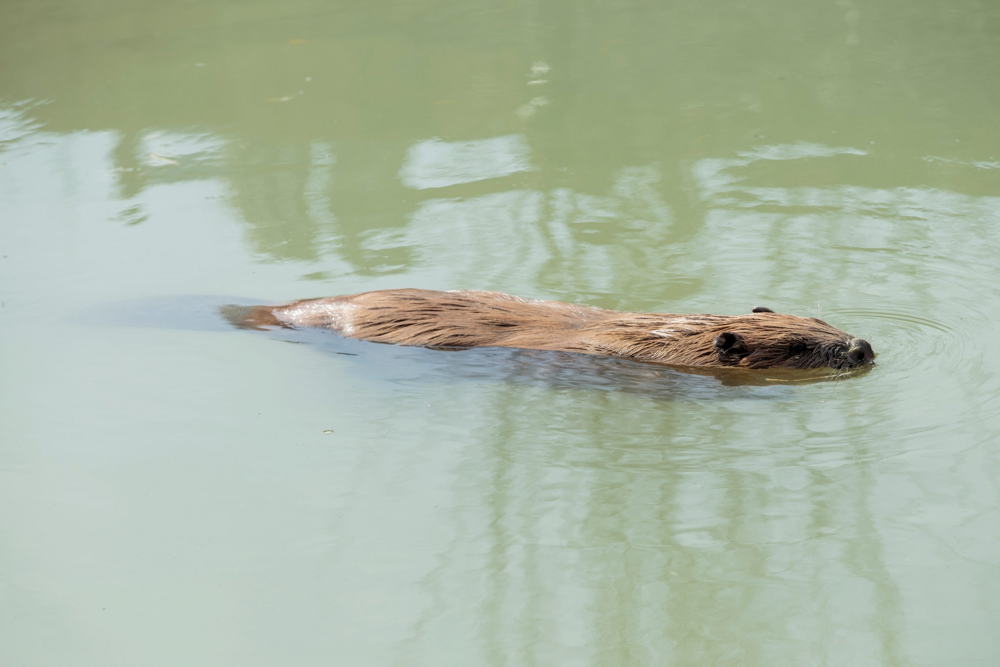 Le vaud, lundi 20 mars 2017
Arrivée d'une castor femelle au Zoo de La Garenne à Le vaud

Sigfredo Haro Castor Femelle La Garenne, Le vaud