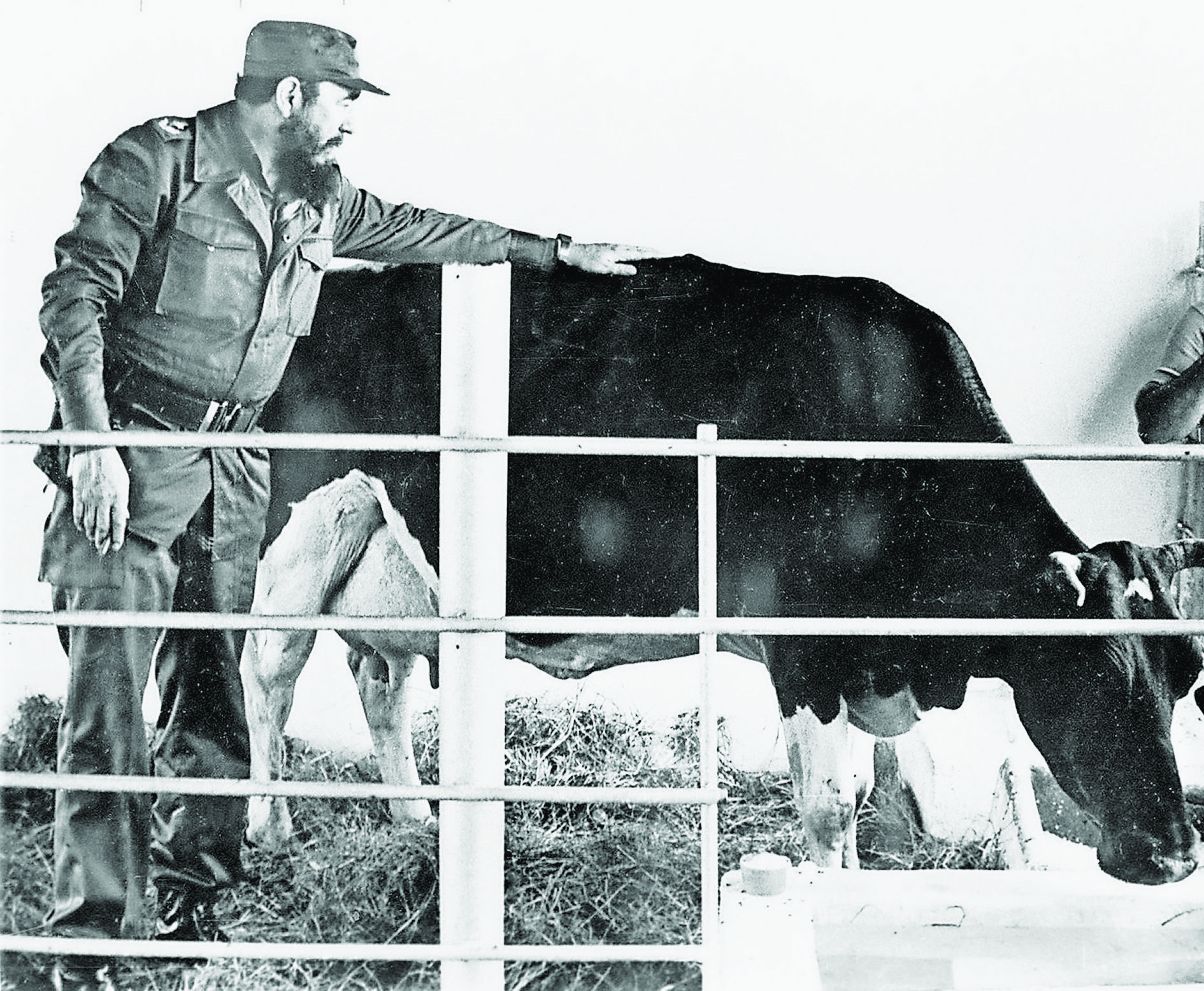 (FILE) Undated picture of Cuban President Fidel Castro with Ubre Blanca (WHITE UDDER).      ORIGINAL B/W  AFP PHOTO/PRENSA LATINA (Photo credit should read STR/AFP/Getty Images) APW2002061761083