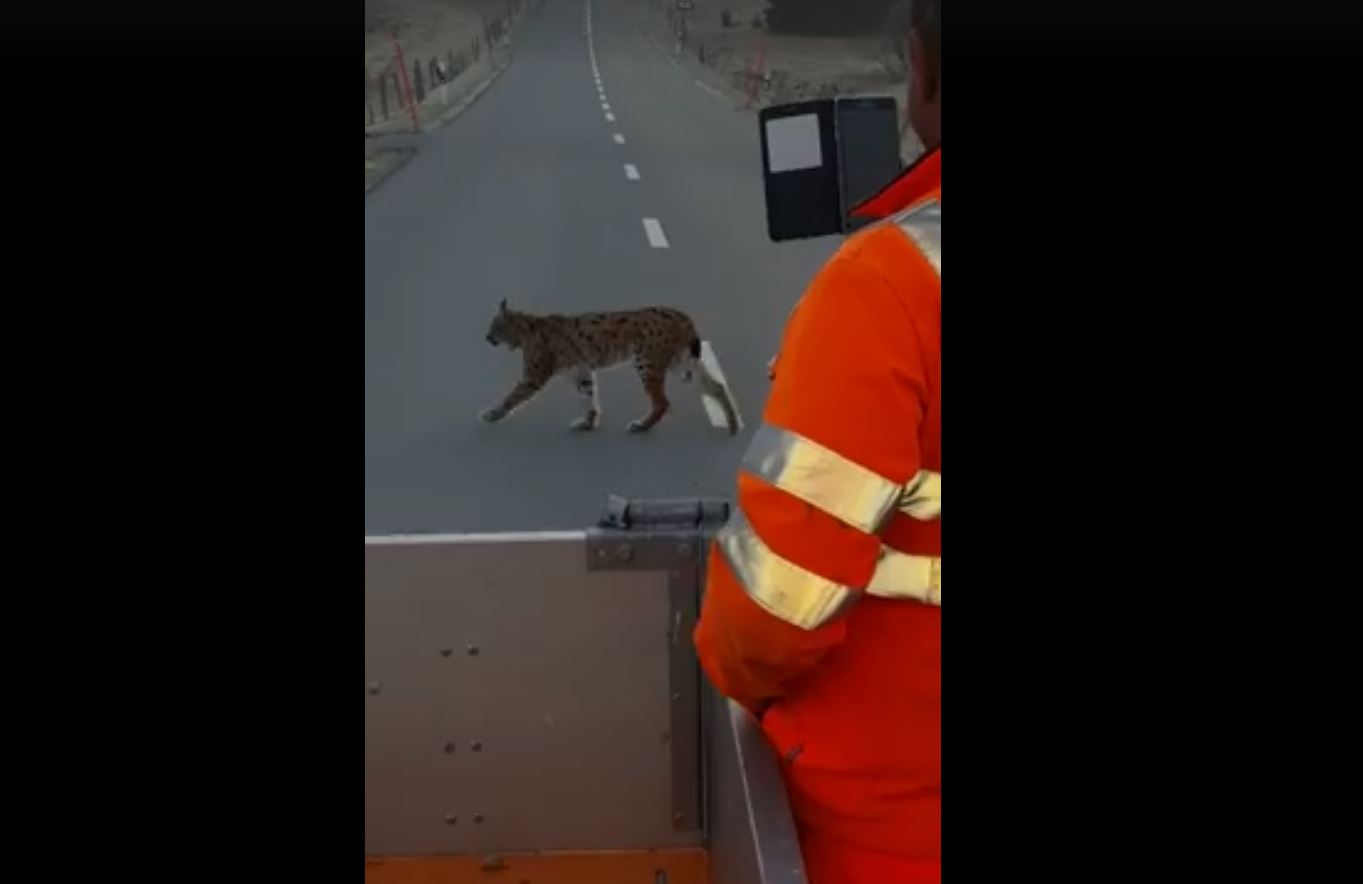 Le lynx, contrairement aux internautes, n'a pas fait de cas des trois observateurs qui se sont arrêtés pour le filmer.