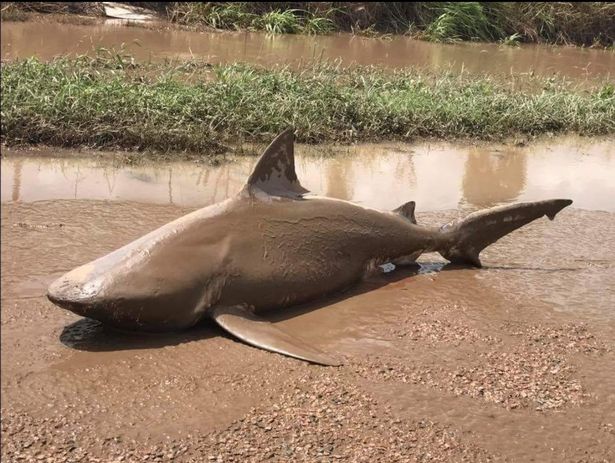 Le requin a été découvert sur une route.