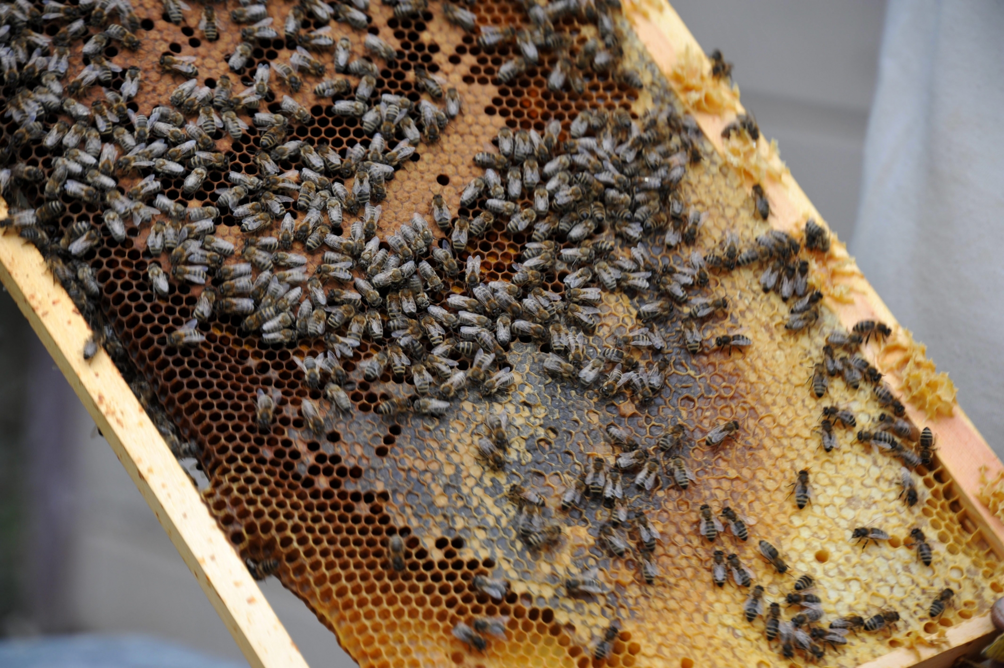 La loque européenne fait partie de la liste fédérale des épizooties à combattre. Elle compromet la production de miel.