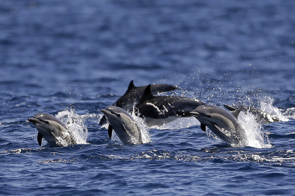 En Caroline du Sud, les dauphins sauvages étudiés avaient des niveaux élevés de substances chimiques organiques provenant probablement de sources industrielles.