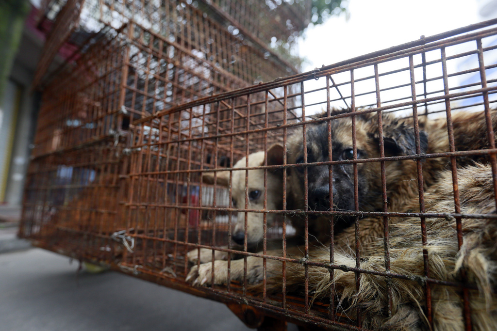 Cette nouvelle loi interdit la consommation de viande de chien et de chat à Taïwan. (Illustration)