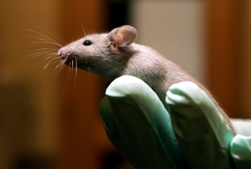 Le phénomène, avéré chez les souris de laboratoire, est probablement aussi présent chez l'homme.