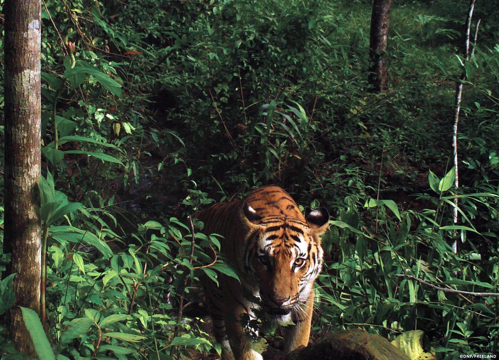 Près d'un tiers des tigres à l'état sauvage vivent dans ces sites.