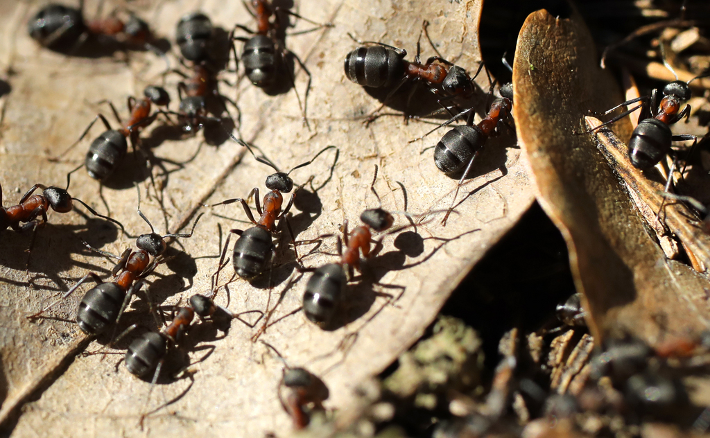 Bénéfique à toute la colonie, les fourmis sont ramenées à la fourmilière, traitées et peuvent ensuite récupérer.