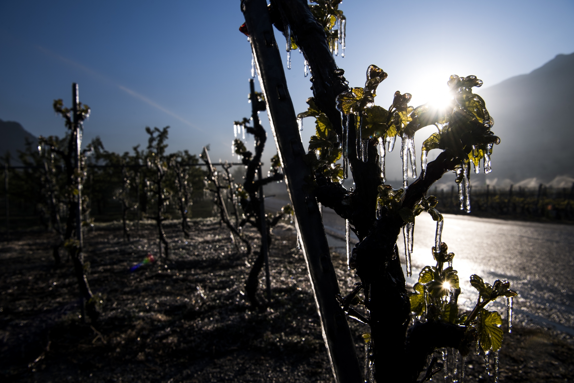 Les vignes ont souffert des températures glaciales enregistrées ces deux dernières nuits. Photo prise dans le canton du Valais.