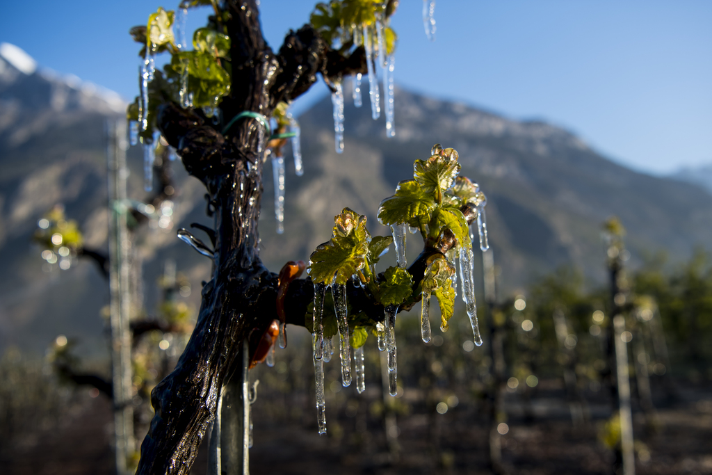 Les vignobles et les arbres fruitiers souffrent très fortement en cette fin avril. 