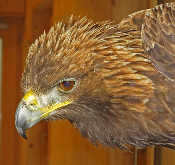 L'aigle royal a été soigné à la station pour petits animaux du Musée d'histoire naturelle de Fribourg, mais il a finalement succombé à ses blessures.