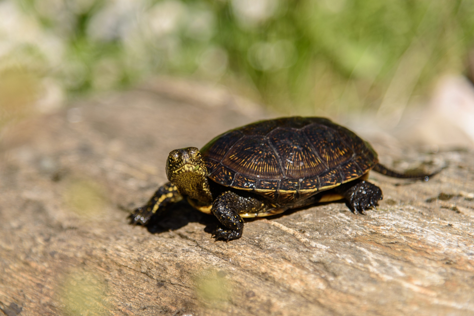 Tolochenaz, mardi 16 mai 2017, Maison de la Rivière, présentation des tortues, Cistitudes d'Europe qui seront réintroduites samedi 20 mai à la Maison de la Rivière, photos Cédric Sandoz