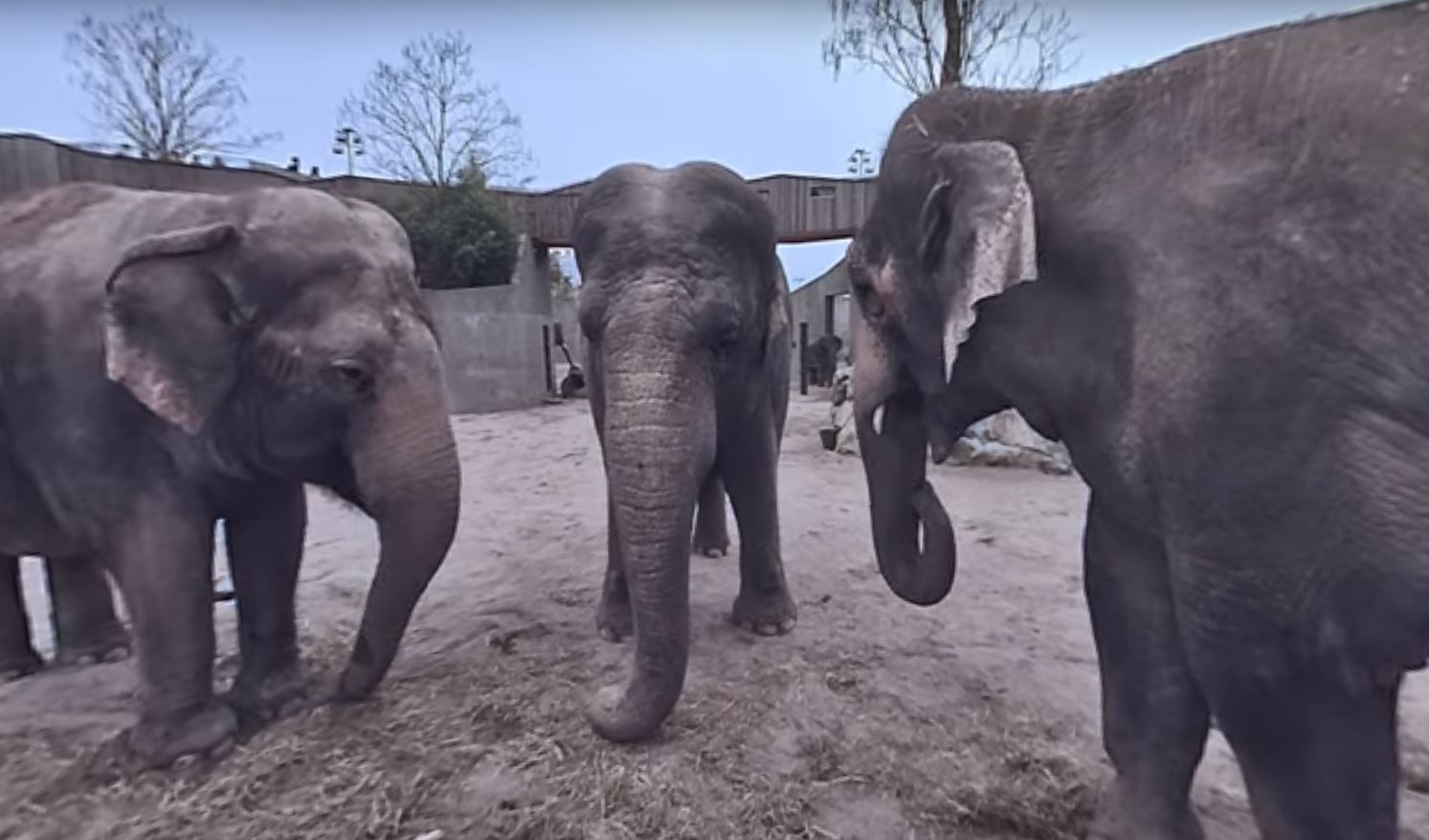 Les visiteurs seront au milieu des éléphants... sans pouvoir les toucher pour autant.