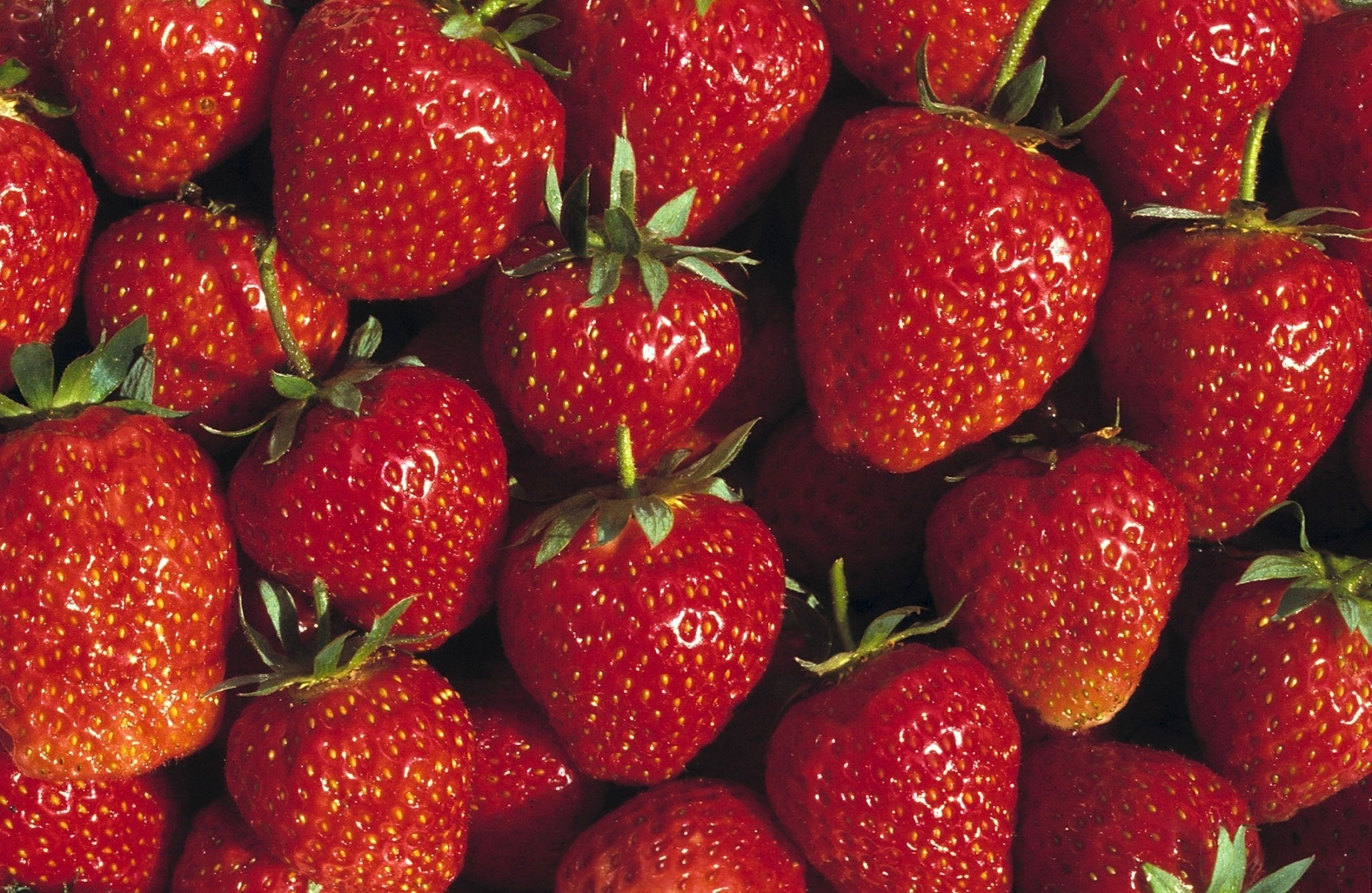 fruits: fraises.

(KEYSTONE/Martin Ruetschi)