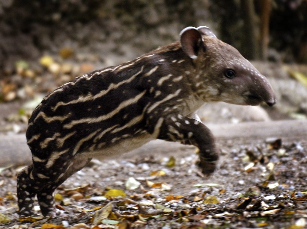 Tapirus terrestris