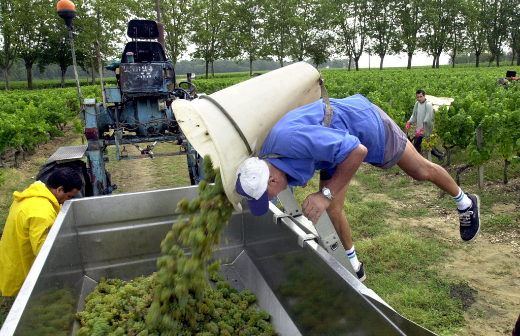 La saison des vendanges bat en ce moment son plein.