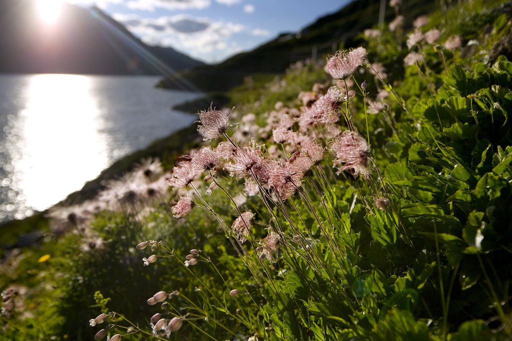 La diversité des espèces serait influencée par les conditions environnementales locales, tandis que la diversité génétique est marquée par des processus ayant conduit, après la dernière glaciation, à la recolonisation des zones dépourvues de glace.