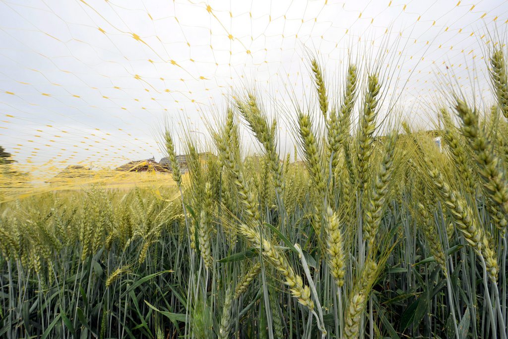 Alors que les Etats-Unis ont été frappés cet été par une importante sécheresse, les cours des produits agricoles, comme le blé, le maïs et le soja ont atteint des sommets. Une évolution qui a conduit des organisations non gouvernementales (ONG) à exiger l'arrêt de la spéculation sur ces matières premières.
