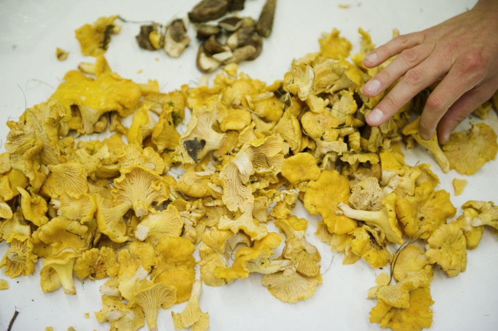 Dans les Grisons, il est interdit de  récolter plus de deux kilos de champignons par personne et par jour.