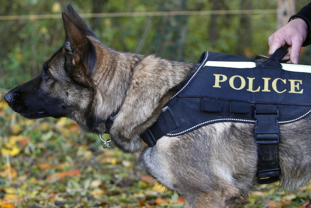 Les gendarmes vaudois ont pris en chasse deux véhicules à Tolochenaz ce vendredi matin à 2h45. Elle s'est terminée à Bière avec l'arrestation d'un des deux conducteurs. Deux conducteurs de chiens et du personnel de l'identité judiciaire de la police de sûreté, ont notamment été engagés.