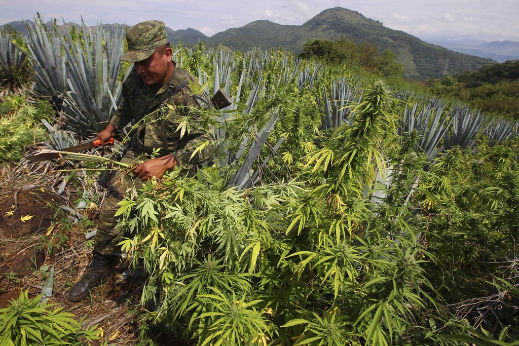 Le Mexique, le Guatemala et la Colombie pressent l'ONU de revoir sa stratégie sur le trafic des drogues. 