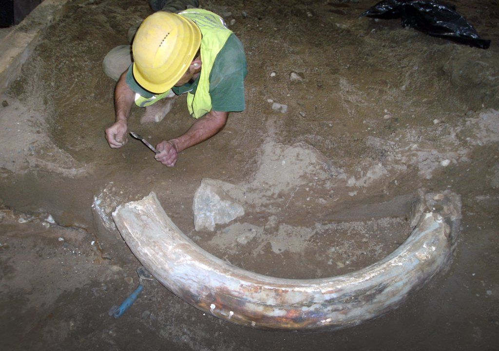 La défense a été trouvée lors de travaux d'excavation. 