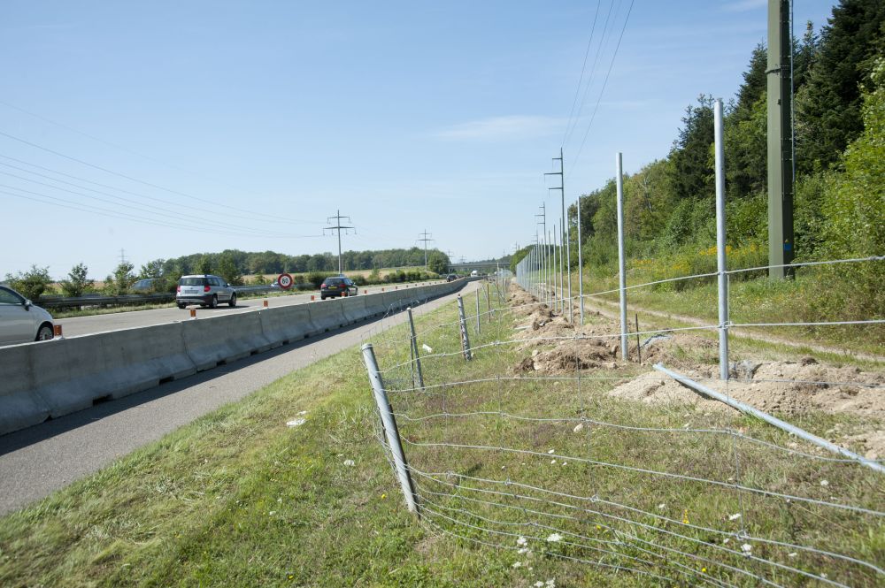 L'Office fédéral des routes nationales concrétise des travaux jugés prioritaires le long de l'autoroute entre Nyon et Genève pour garantir la sécurité des usagers et des cerfs. 



