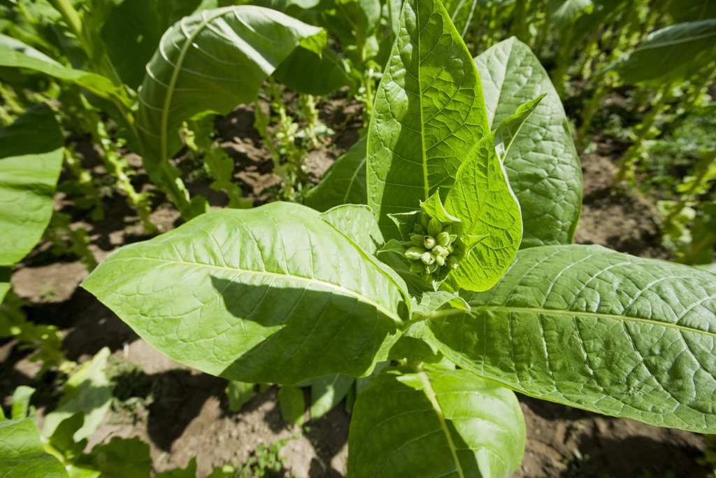 Les feuilles de tabac produit agricole le plus importé des Etats-Unis.