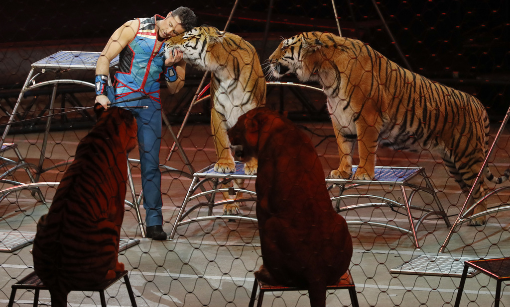 Les animaux de cirque concernés devront être transférés dans des réserves ou des zoos dans un délai maximum de 18 mois. (Illustration)